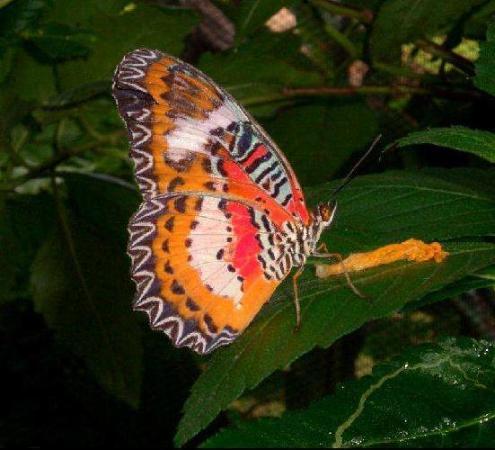 Jardín de las mariposas de Boracay